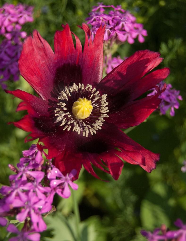 split petal p. somniferum with catchfly photo fancyredpapaversomniferum_zpse048d10a.jpg